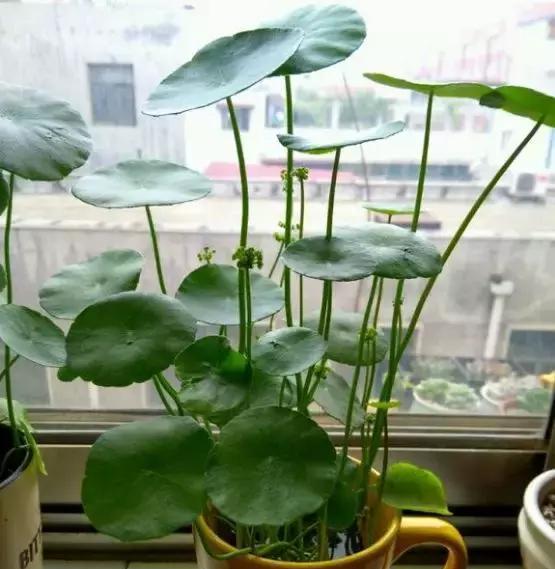 情人泪开花的寓意与兆头（揭示爱情花朵的奇妙秘密）