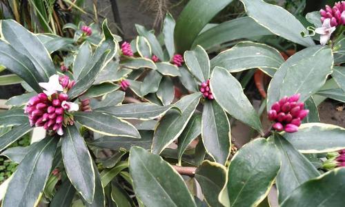 瑞香花的花语及深意（揭示瑞香花的象征意义和寓意）