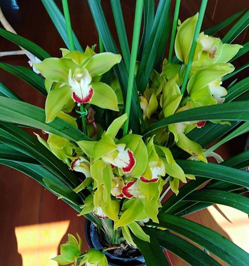 春节花卉之美——传统文化与新年庆典的完美融合（以花代表春节）