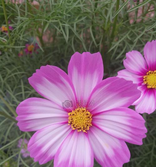 春天的花语（以花为媒）