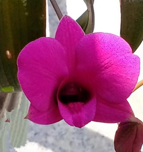父爱如花（以什么花代表父爱）