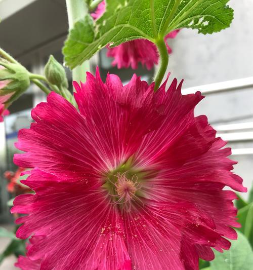 父爱如花（以什么花代表父爱）