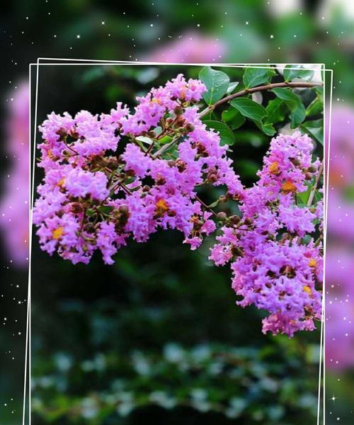 和平之花（白兰花与世界的和平共舞）