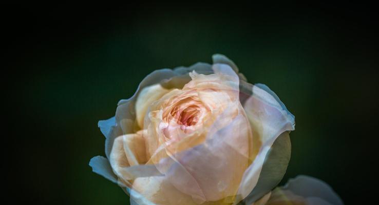 和平之花（白兰花与世界的和平共舞）