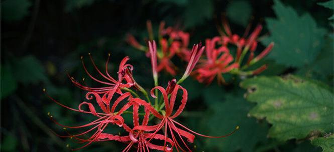 花开离别，花落相思（花的离别与相思）