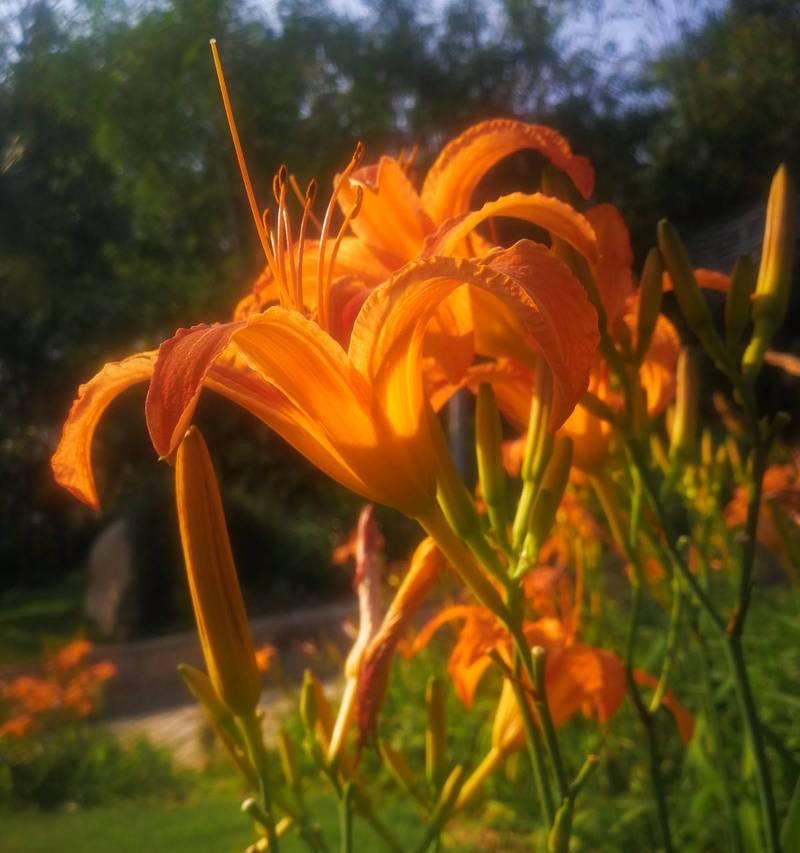 以百合花代表母爱的真谛（百合花-爱的象征）