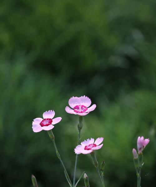 以百合花代表母爱的真谛（百合花-爱的象征）