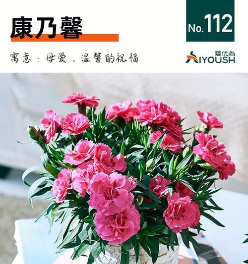 以康乃馨代表母亲的爱（感恩母爱）
