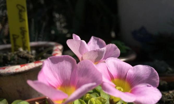 花开男人心，以什么花代表男人（男人的个性与花有何共通之处）