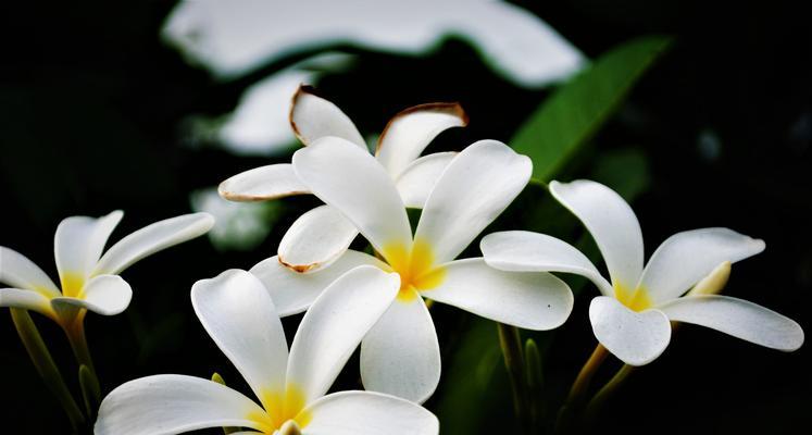 以百合花为象征的善良之美（百合花）