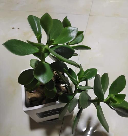 玉树怎样修剪枝干会变粗（玉树修剪方法图解）
