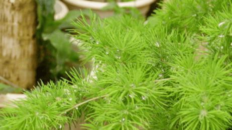 蓬莱松好养吗耐寒吗（蓬莱松冬季养护要点）