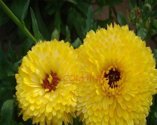 金盏菊种子怎么种（金盏菊种子种植方法和时间）