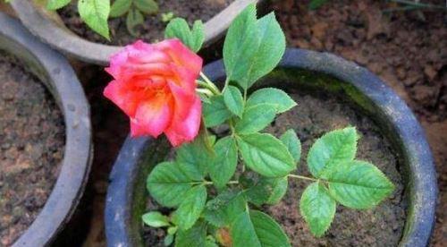 月季花怎么种植和养护（月季花栽培技术要点）