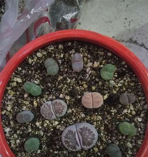 石头花怎么养（石头花养护小窍门）