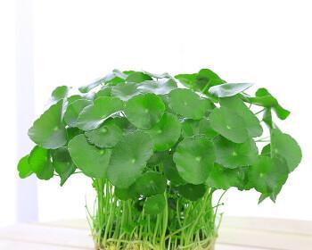 金钱草长什么样的（了解金钱草的特点介绍）