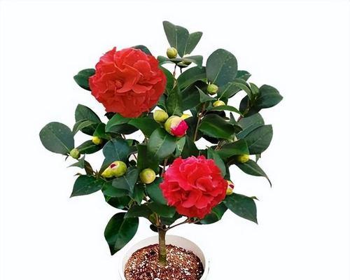 怎样才能养好茶花（茶花的养护与管理）