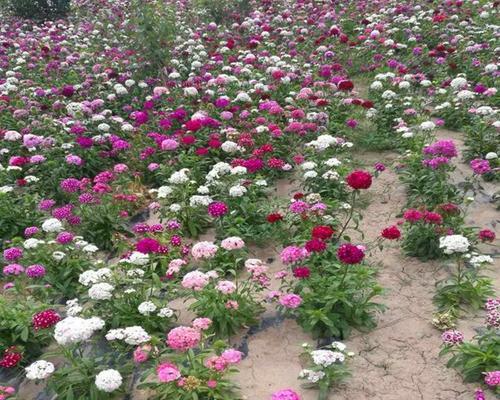 石竹花种子怎么播种（石竹花种子播种时间和方法）