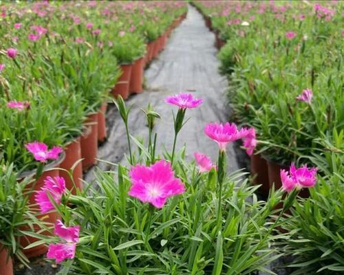 石竹花种子怎么播种（石竹花种子播种时间和方法）