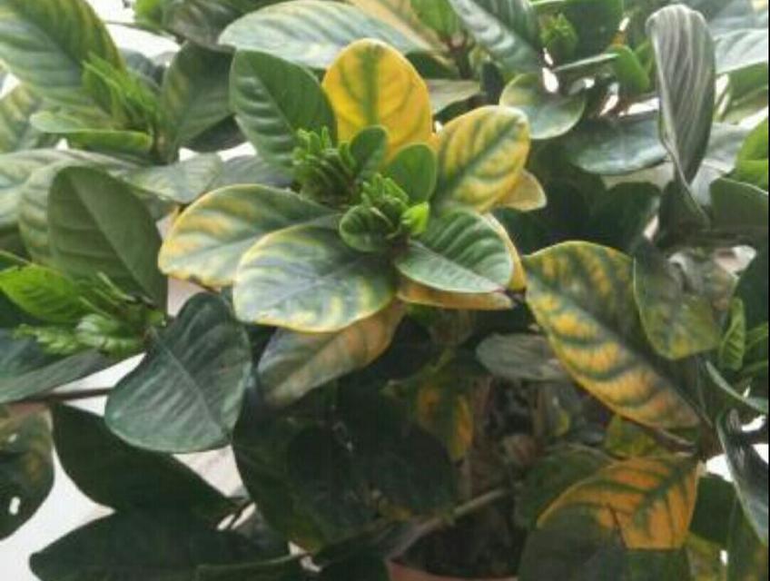 栀子花黄叶是怎么回事（教你黄叶的处理方法）