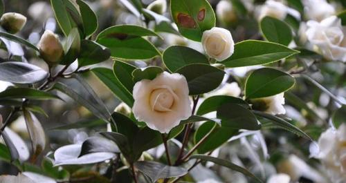茶叶怎么种植方法（茶叶种植方法与技术）