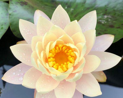 家养莲花怎么养才对（家养莲花的注意事项）