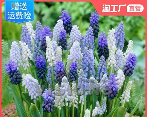 新手如何种植葡萄（葡萄的种植方法及管理技术）