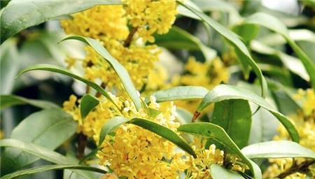 金桂树什么时候开花（描述桂花树开花季节）