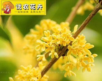 金桂树什么时候开花（描述桂花树开花季节）