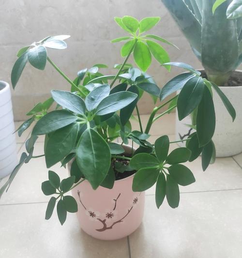 招财树怎么修剪最好看（有关招财树的修剪方法）