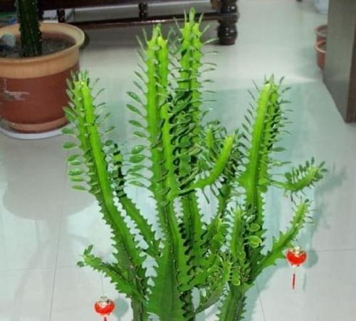 龙骨花适合养在家里吗（教你正确养护龙骨花）