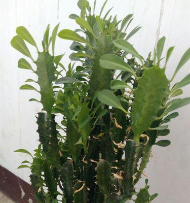 龙骨花适合养在家里吗（教你正确养护龙骨花）