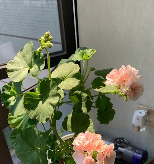 天竺葵的养殖方法怎样修剪（教你正确修剪天竺葵）