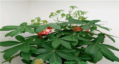 发财树怎么养护（盆栽发财树的养护要点）