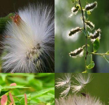 植物怎么传播种子（盘点10种植物的传播方式）