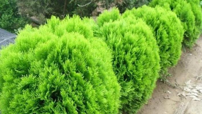 柏树种类有哪些（园林绿化常用松柏品种）