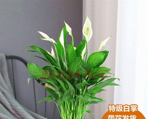 白掌水培怎么养才好（有关白掌水培养护要点）