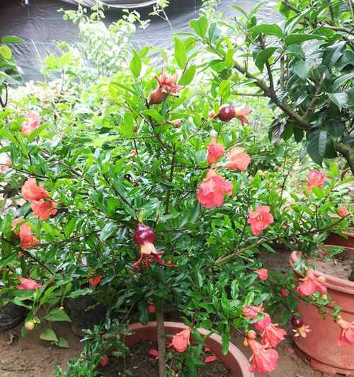 盆栽石榴花怎么养（盆栽石榴树养护与管理）