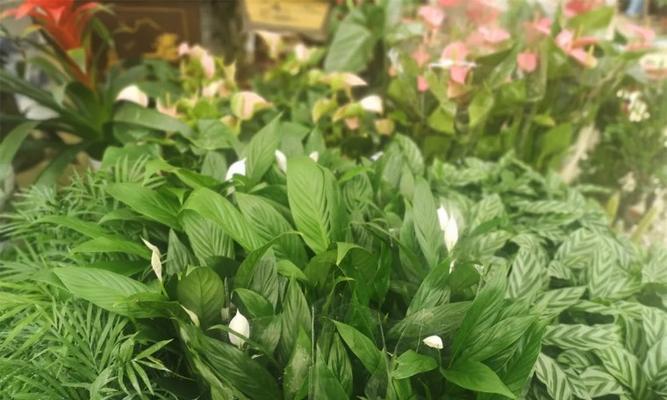 白鹤芋怎么种植（养白鹤芋的注意事项）