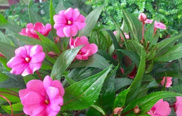 凤仙花怎么染指甲（详解指甲花指甲配方）