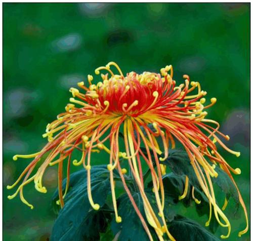 菊花的种类名称（菊花的种类）