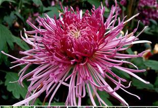 菊花的种类名称（菊花的种类）