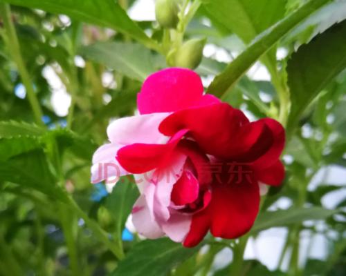 凤仙花种子如何种植（有关凤仙花的种植步骤）