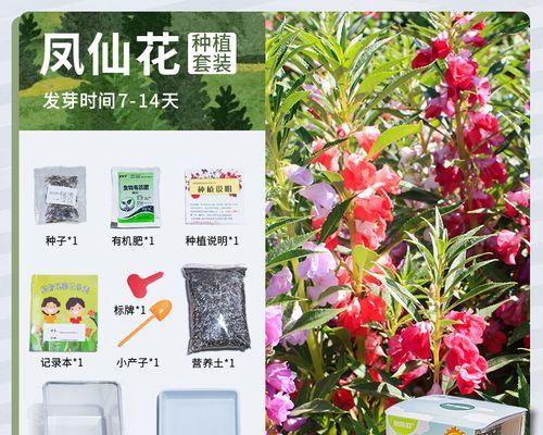 凤仙花种子如何种植（有关凤仙花的种植步骤）