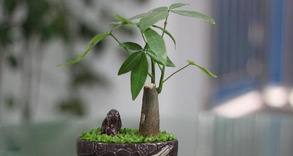 水培发财树叶子发黄怎么办（教你黄叶的解决方式）