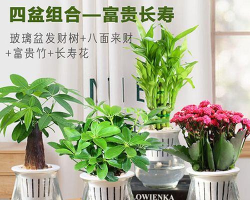 水培发财树叶子发黄怎么办（教你黄叶的解决方式）