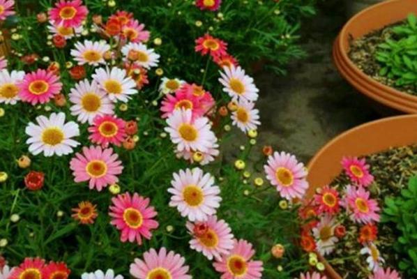 玛格丽特花期长吗（玛格丽特花期长久）