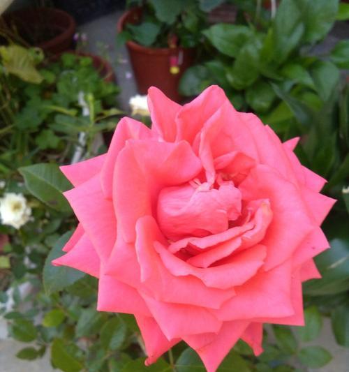 代表友情的花是什么（盘点四种象征友情的花）