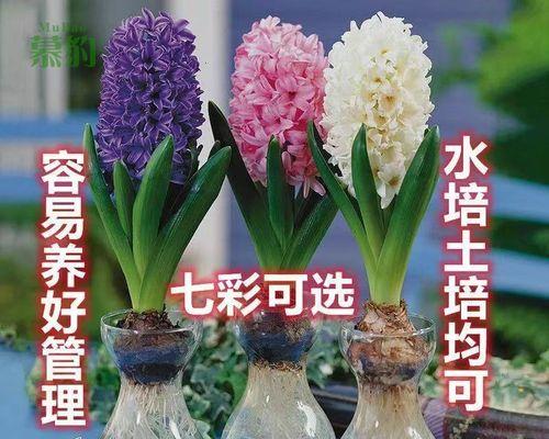 风信子水培多久开花（水培风信子正确养法）