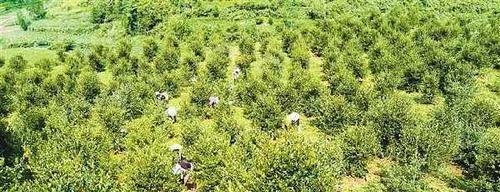 油茶树种植时间（油茶树的种植方法和技术）
